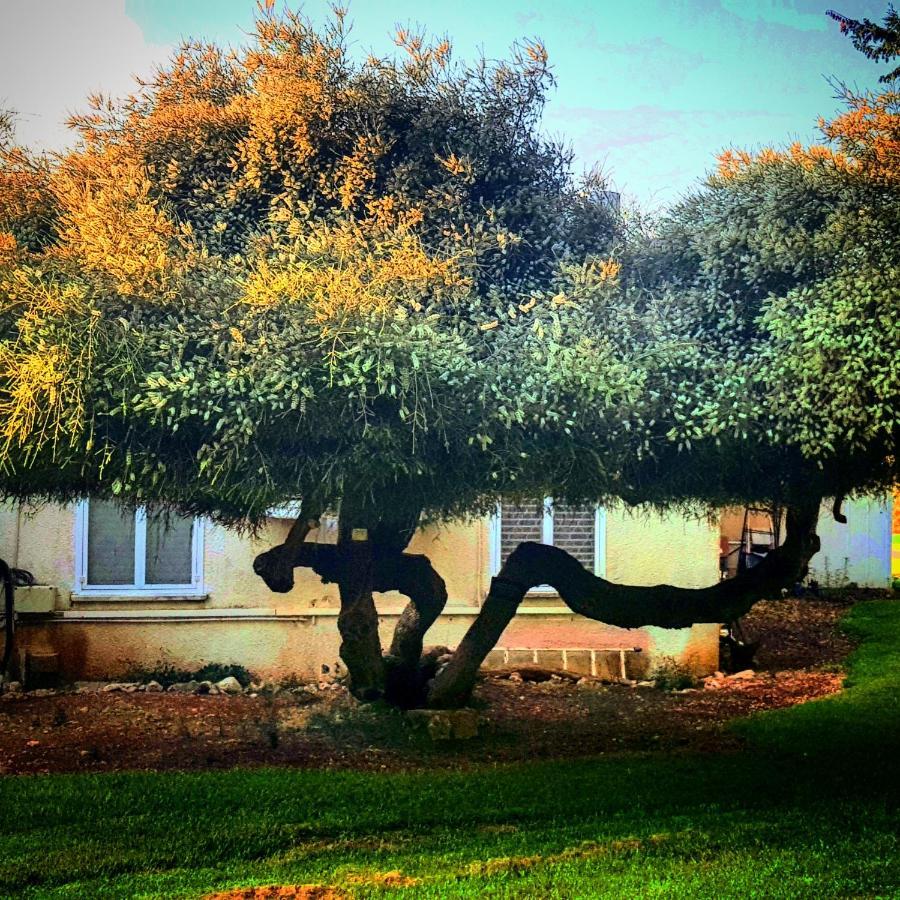 Kibbutz Nachshon Bed & Breakfast Exterior photo